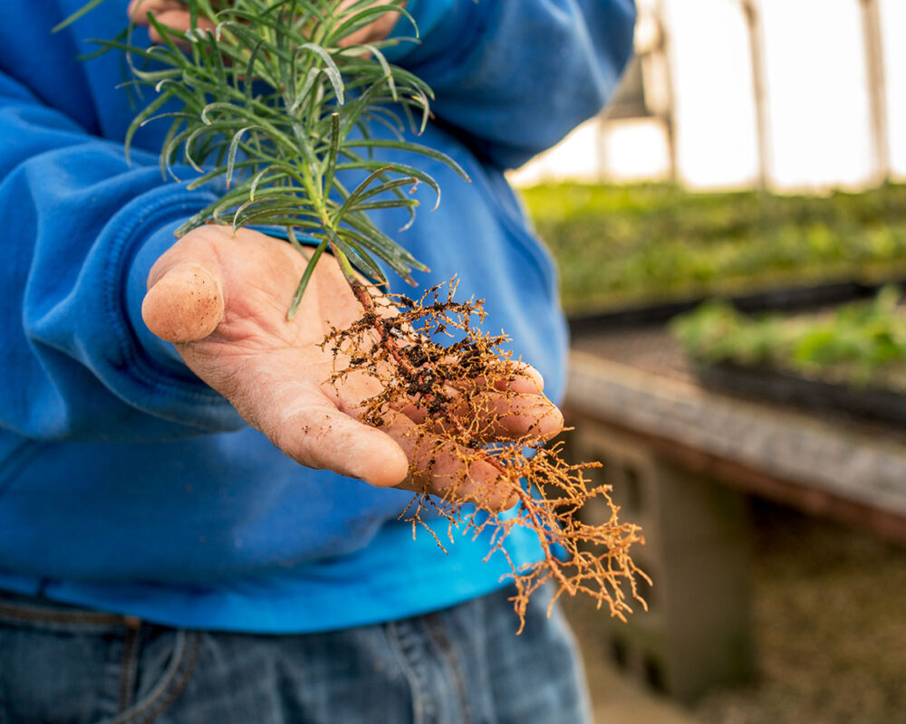 Close up of roots of tree at Brightview.