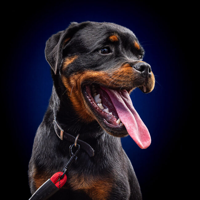 Dog photography in Ventura studio