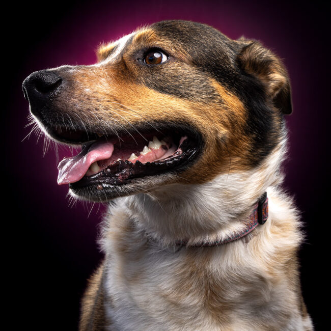 Dog photography in Ventura studio with dark background and purple accented light