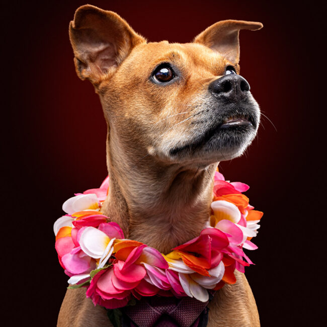 Dog photography in Ventura studio