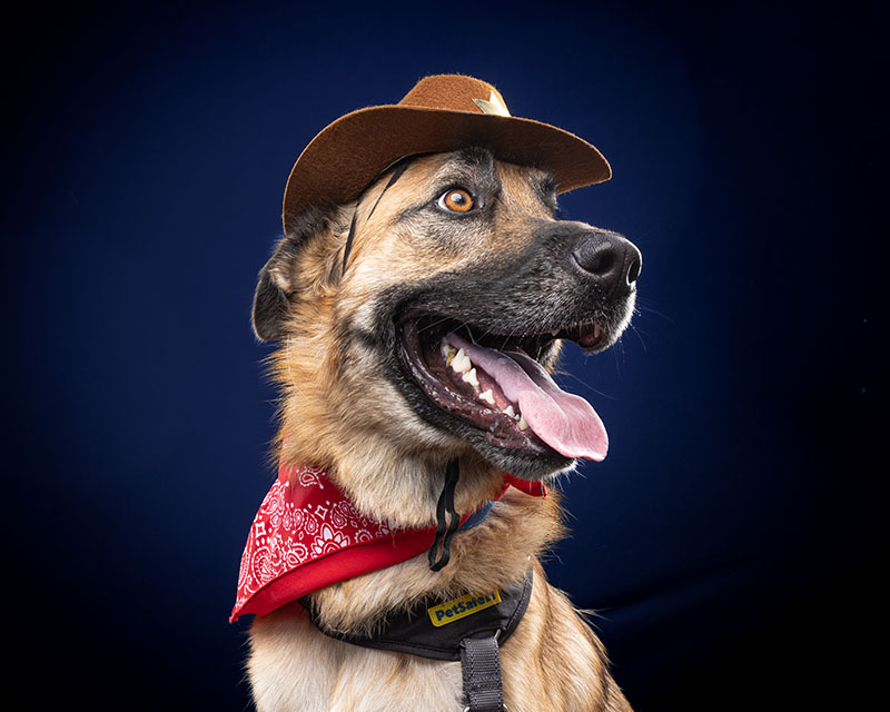 web2-portraits-front-pg-dogs-0527